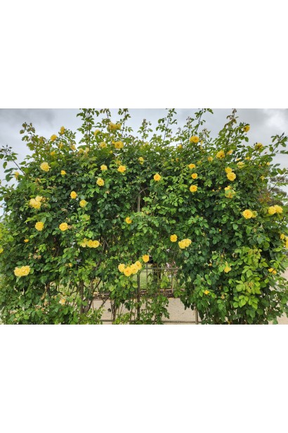 Посадка Голден Гейт на опорі 